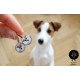 Jack russel terier